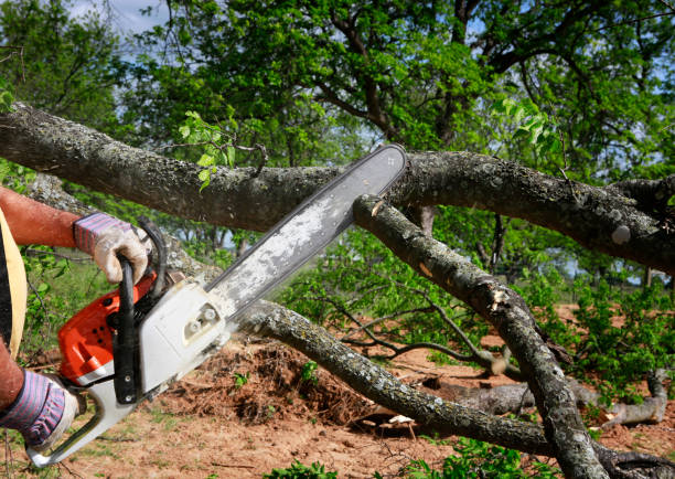 Lawn Watering Services in St Augustine Shores, FL